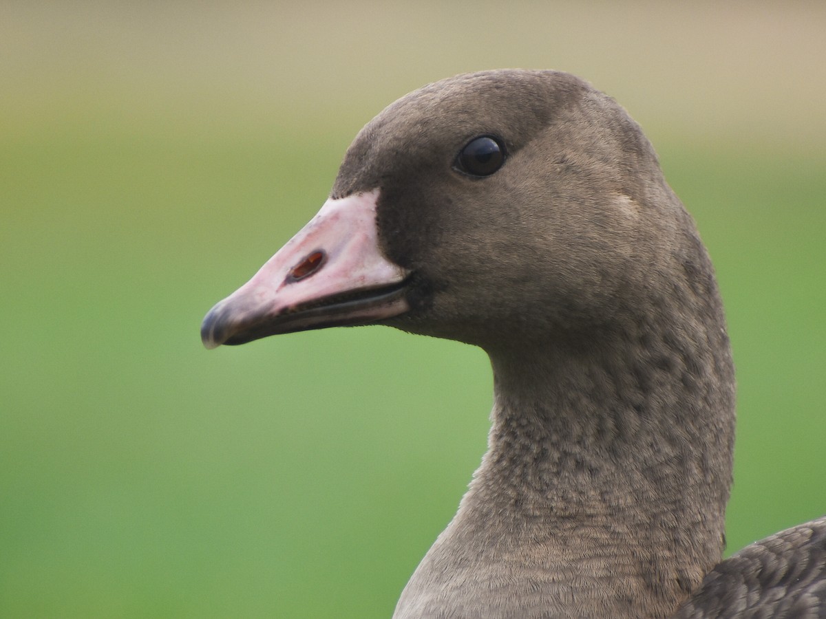 Greater White-fronted Goose - ML614592583