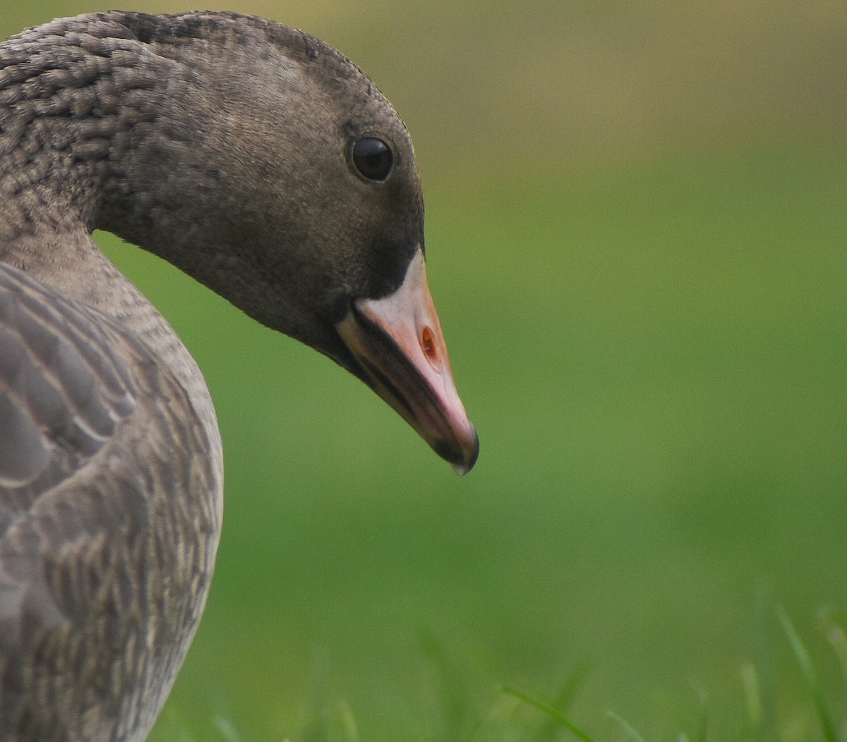 Greater White-fronted Goose - ML614592584