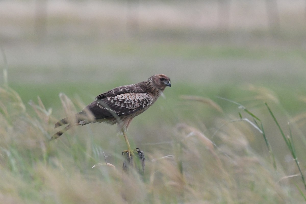 Spotted Harrier - ML614592954