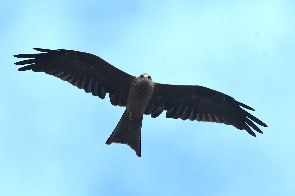 Black Kite (Black) - ML614593085
