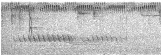 stripediamantfugl (ornatus) - ML614593163
