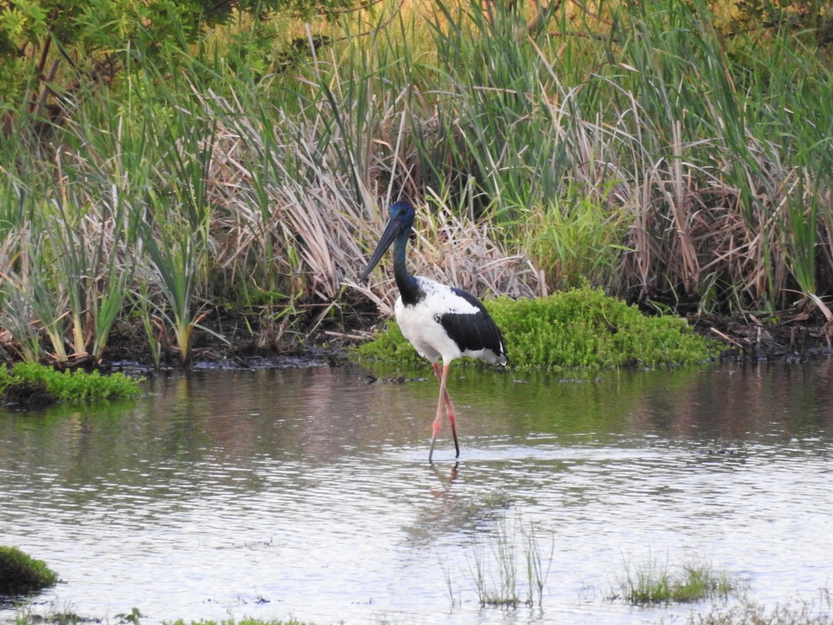 Black-necked Stork - ML614593210