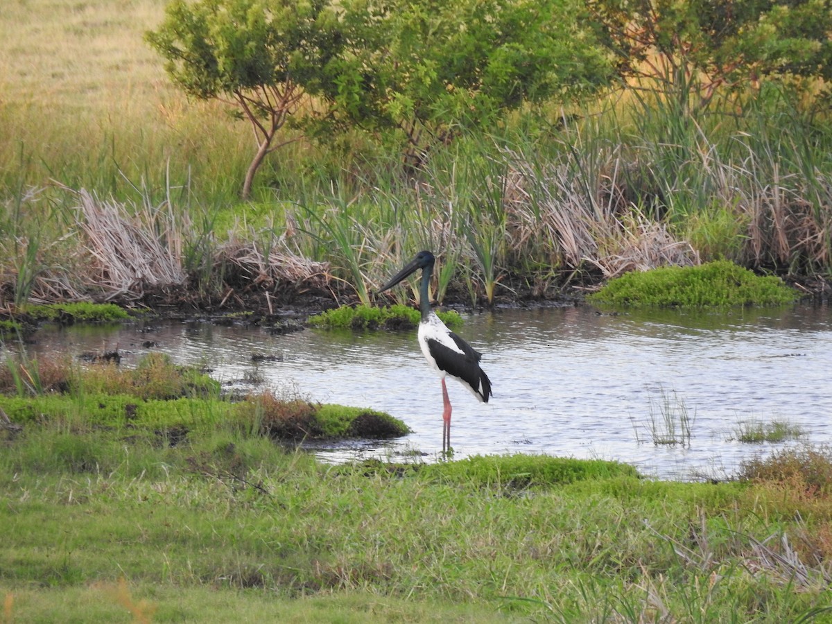 Black-necked Stork - ML614593220
