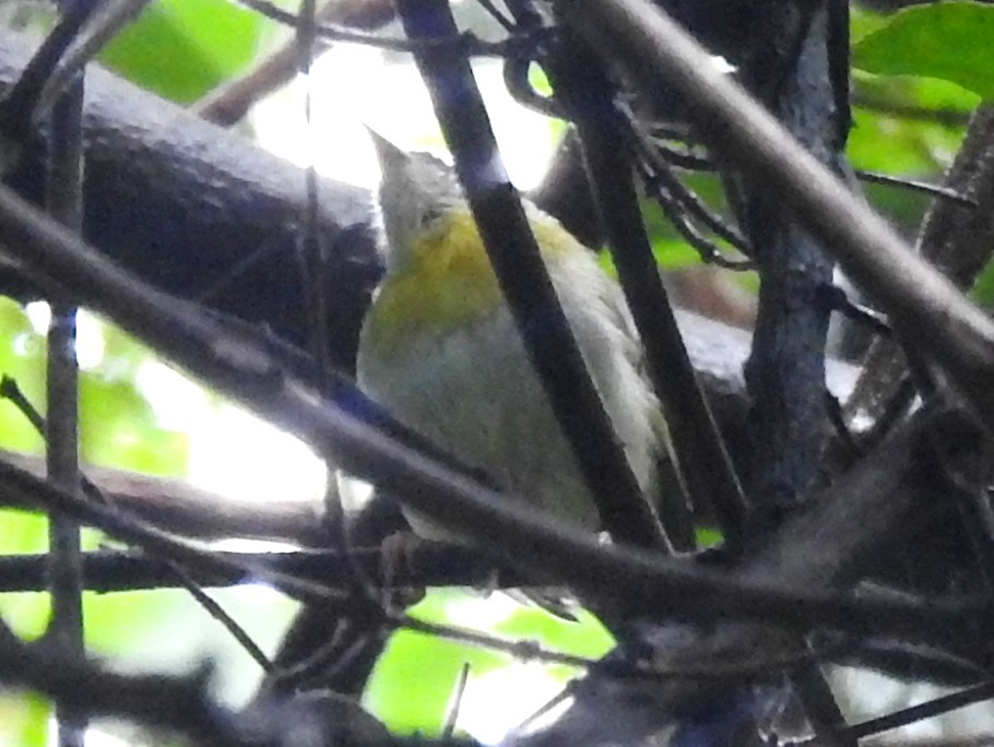 Yellow-breasted Apalis (Yellow-breasted) - ML614593327