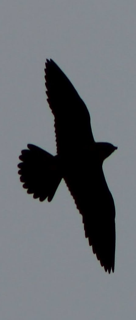 Peregrine Falcon (Mediterranean) - ML614593453