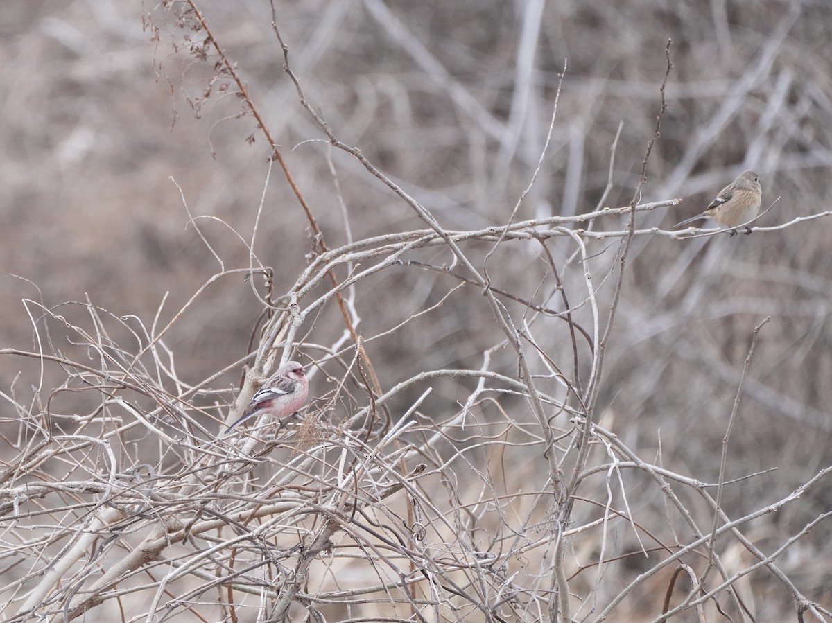 Long-tailed Rosefinch - ML614593578
