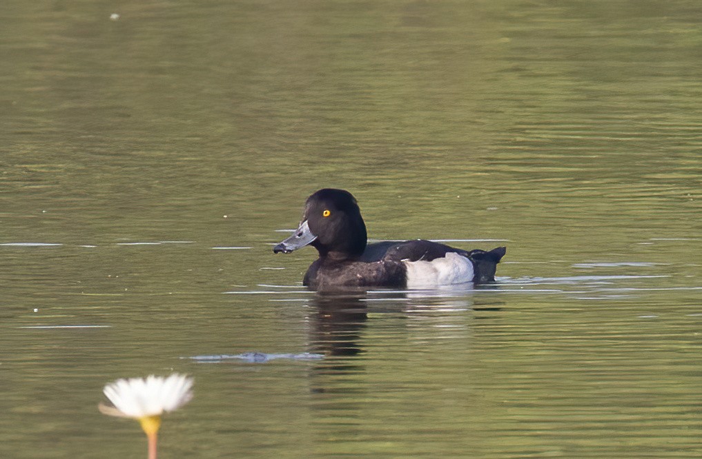 Tufted Duck - ML614593617