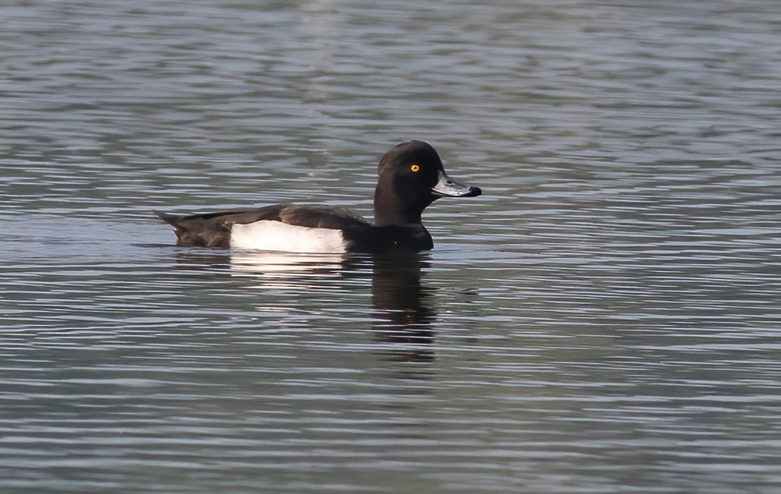 Tufted Duck - ML614593618