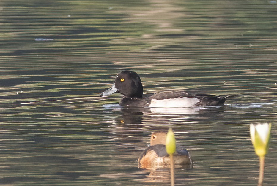 Tufted Duck - ML614593620