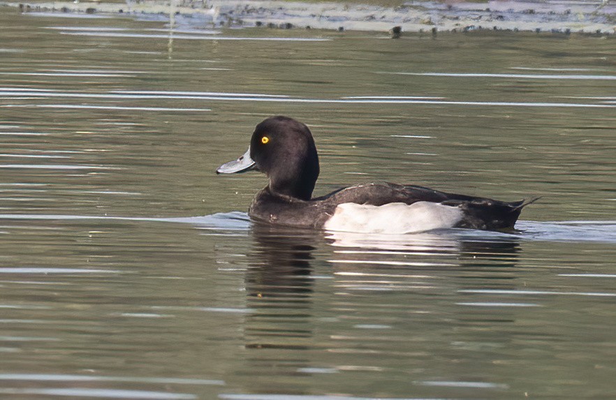 Tufted Duck - ML614593621