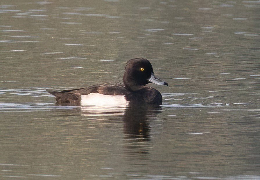 Tufted Duck - ML614593622