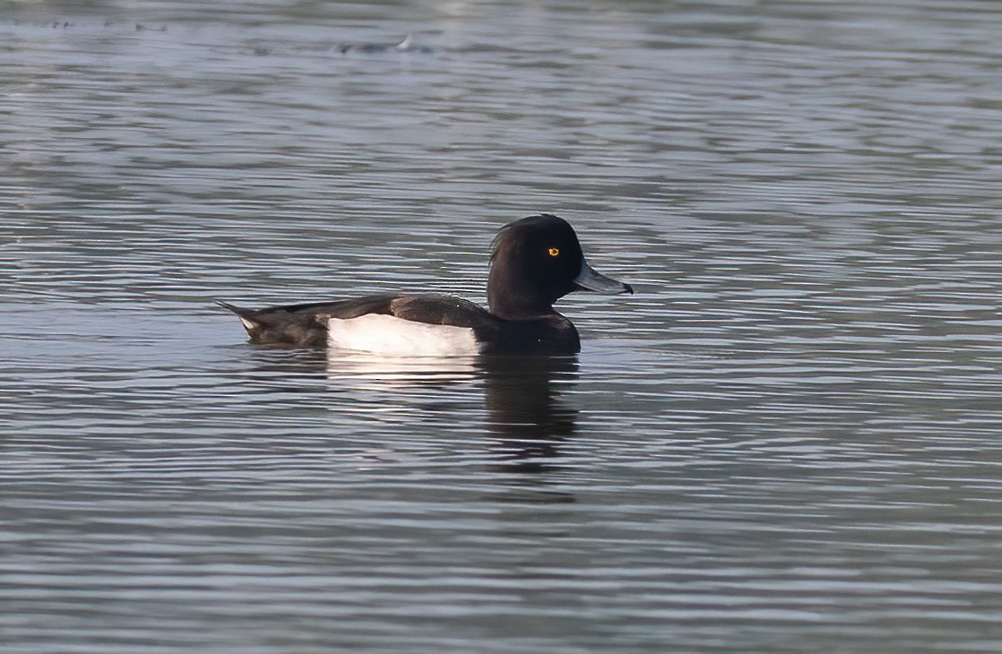 Tufted Duck - ML614593623