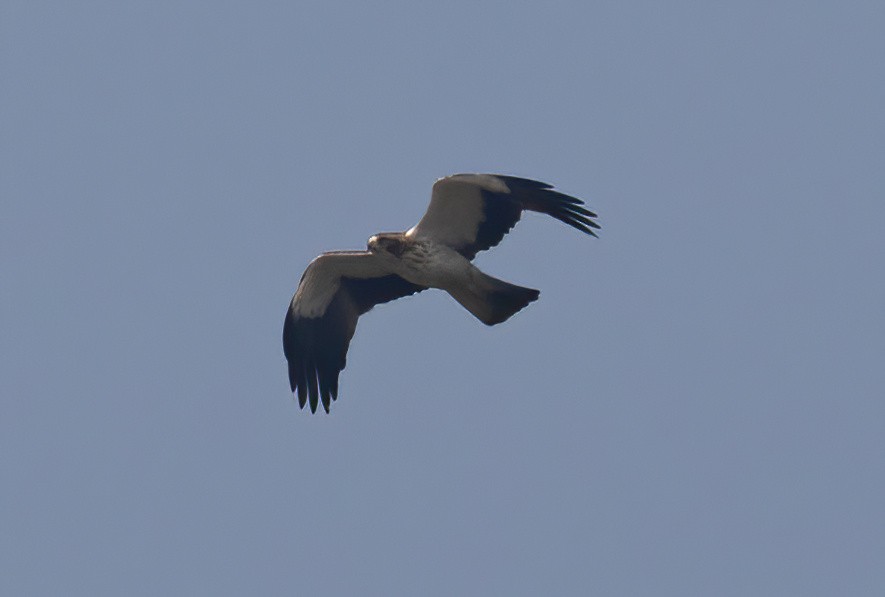 Booted Eagle - Sathyan Meppayur
