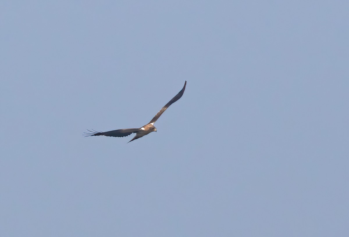 Booted Eagle - Sathyan Meppayur