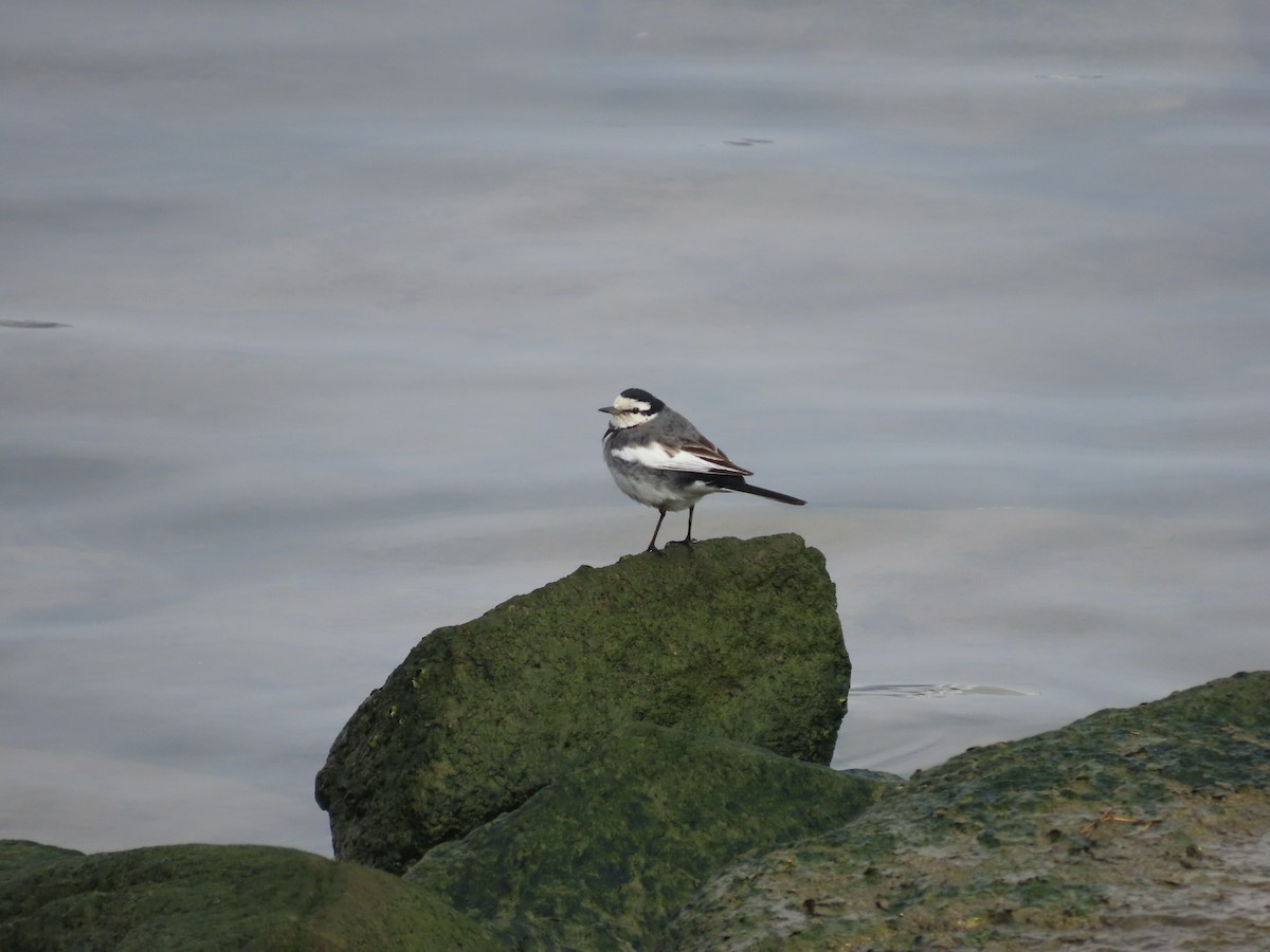 White Wagtail (Black-backed) - ML614593845