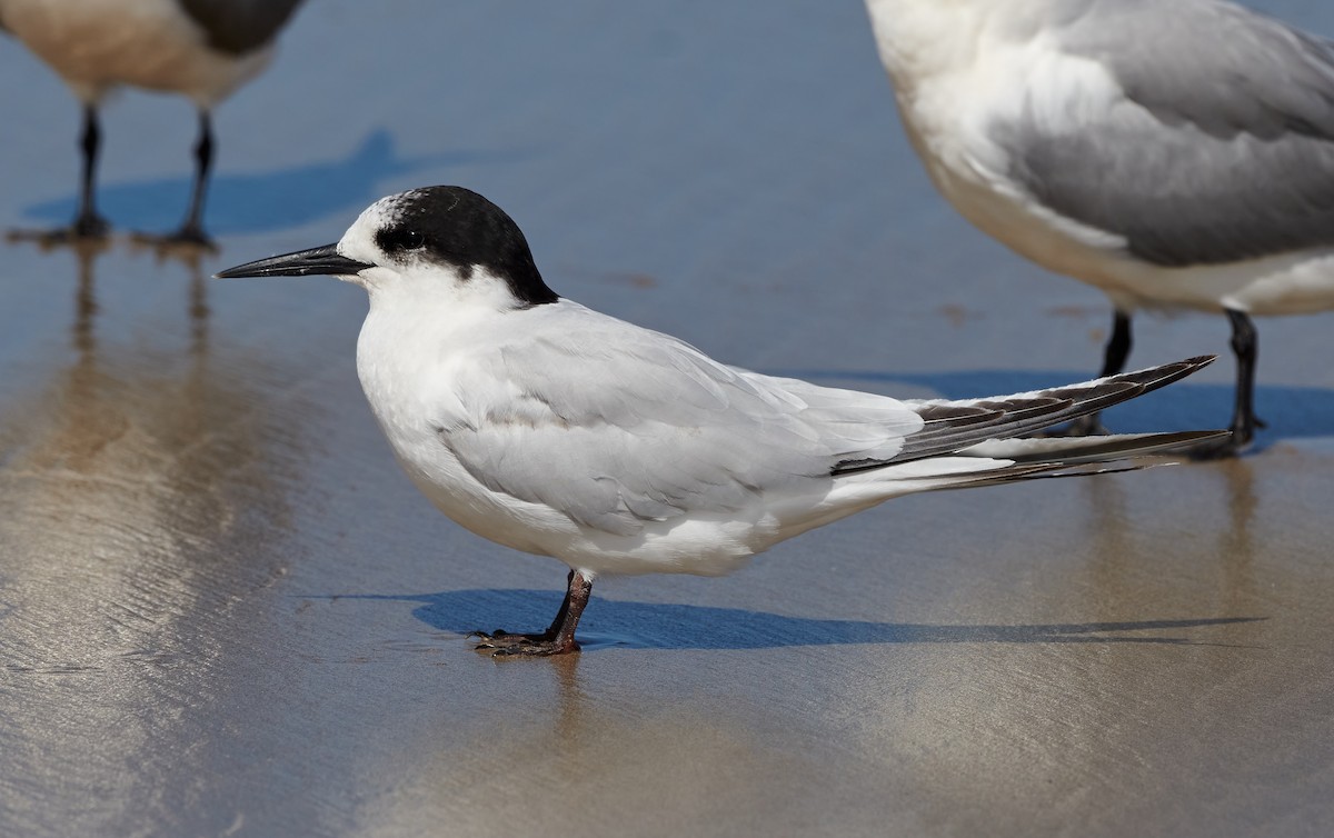 White-fronted Tern - ML614593986