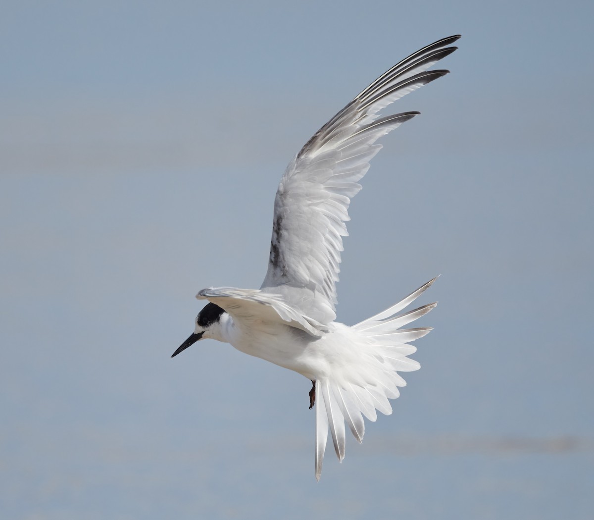 White-fronted Tern - ML614593988