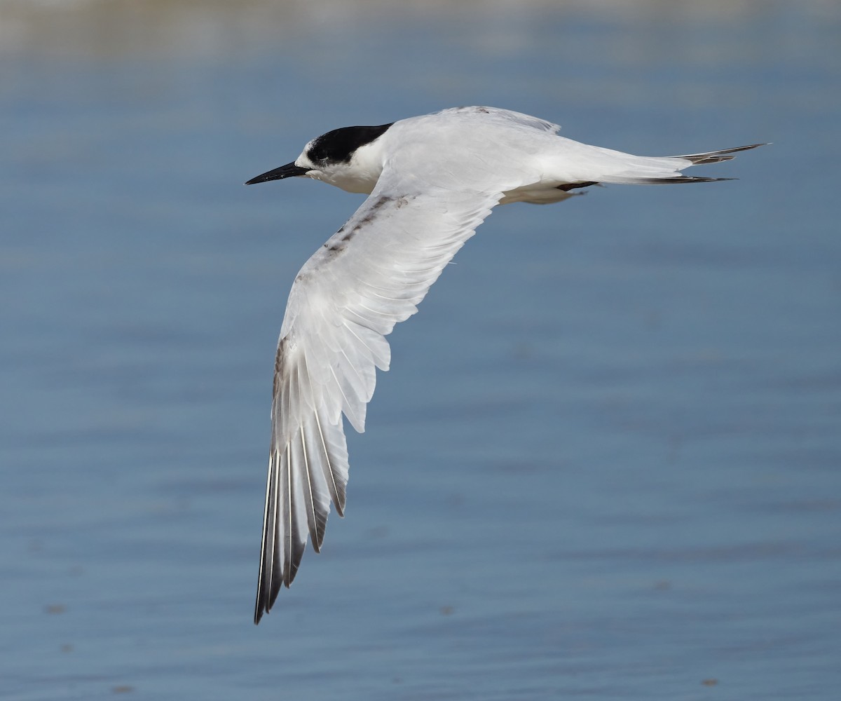 White-fronted Tern - ML614593991