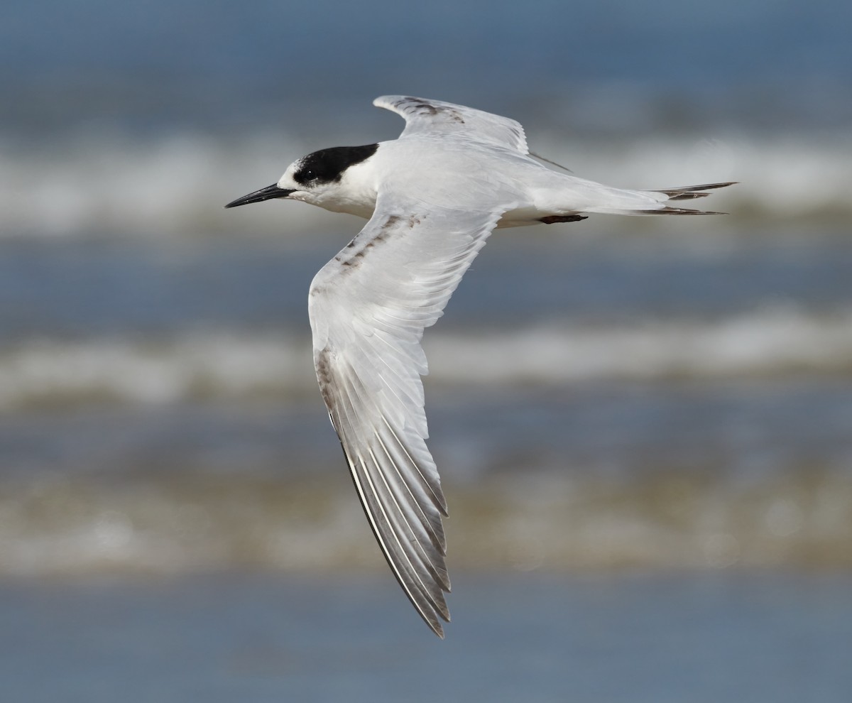 White-fronted Tern - ML614593993