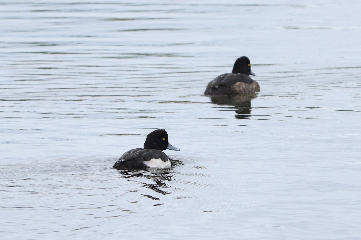 Tufted Duck - ML614594269