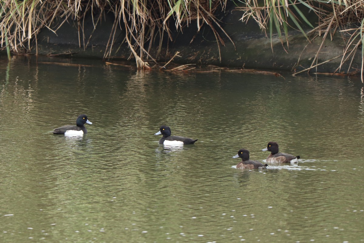 Tufted Duck - ML614594272