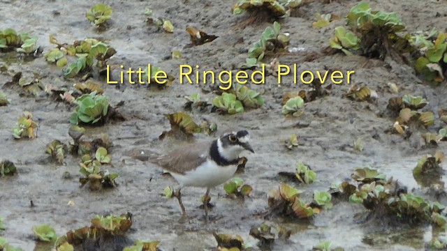 Little Ringed Plover - ML614594426