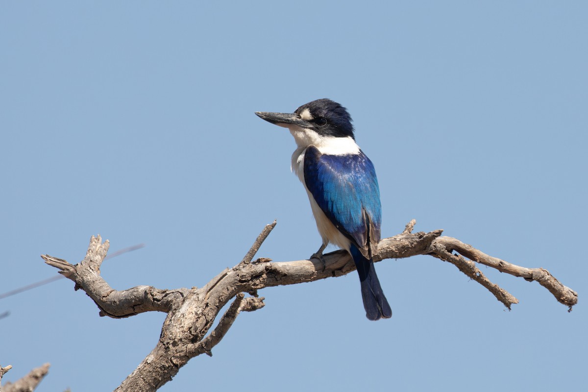 Forest Kingfisher - ML614594470