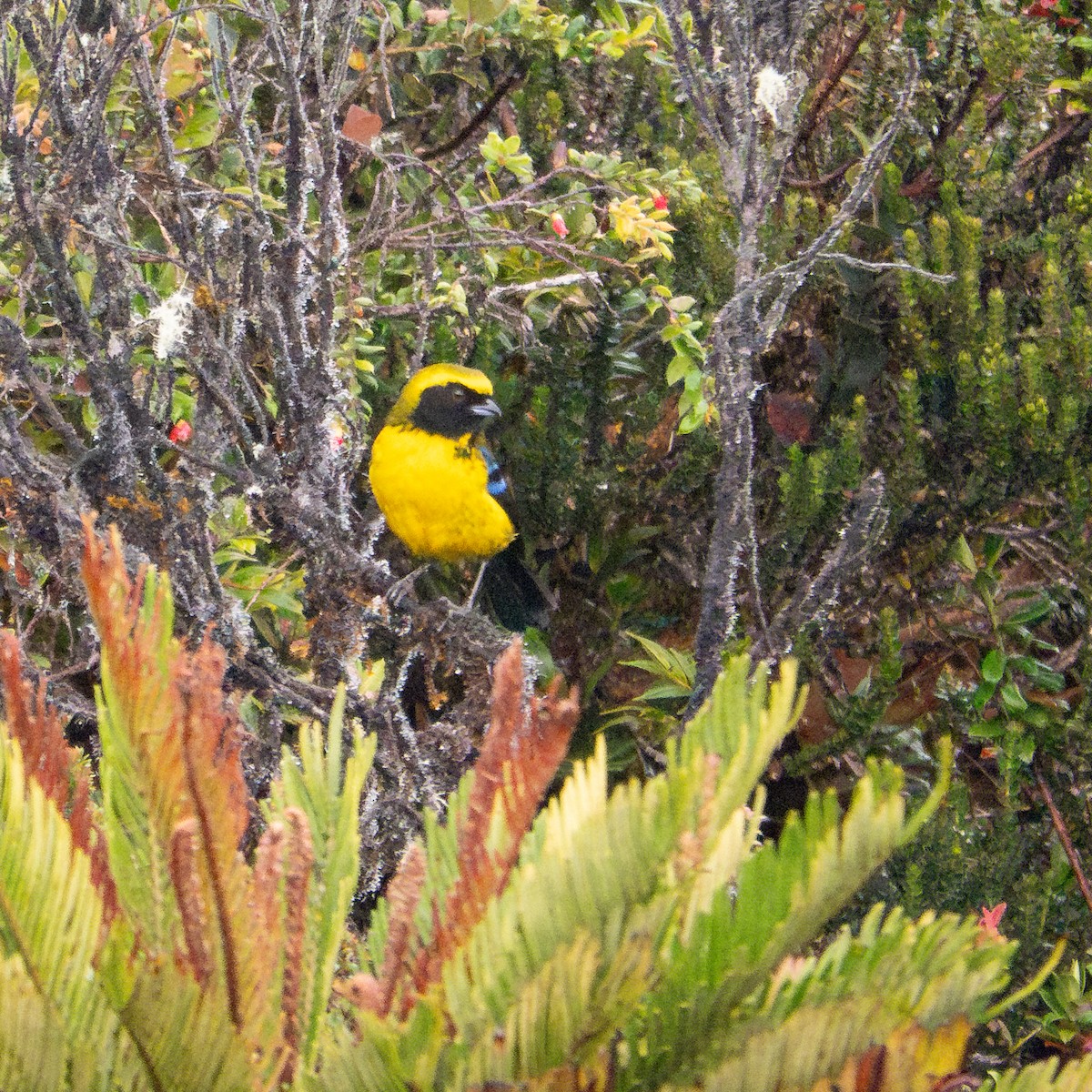 Masked Mountain Tanager - ML614594528