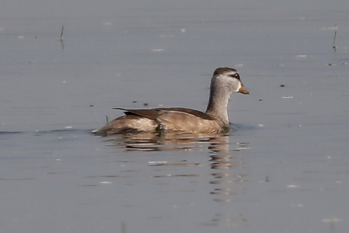 Indian Spot-billed Duck - ML614594568