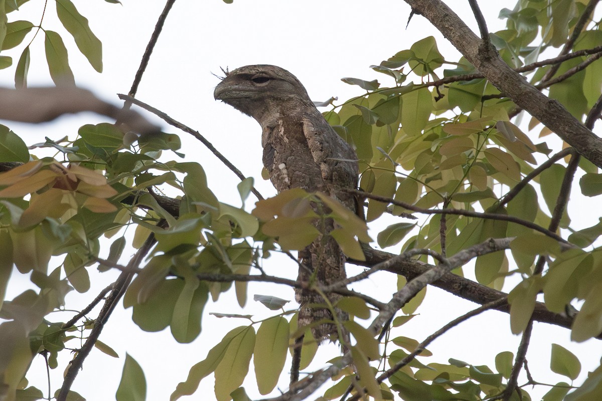 Papuan Frogmouth - ML614594716