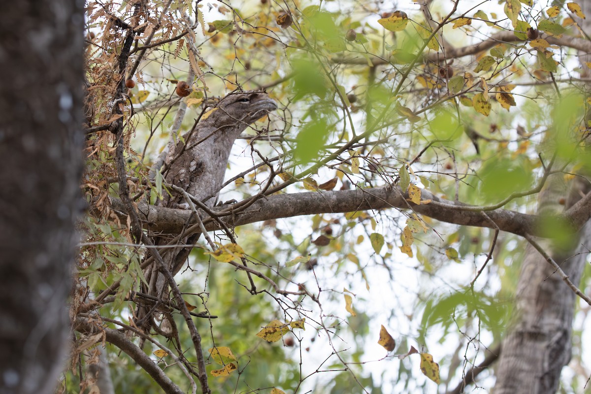 Papuan Frogmouth - ML614594717