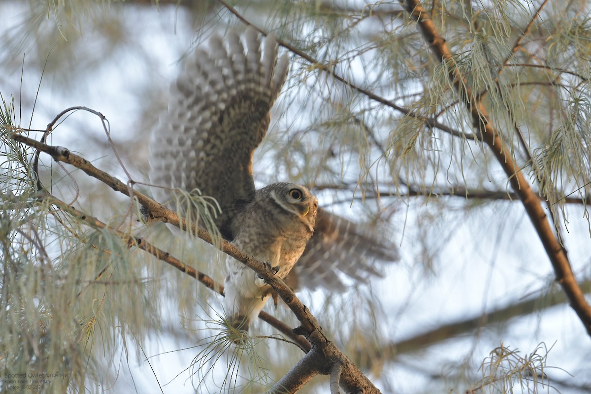 Spotted Owlet - ML614594810
