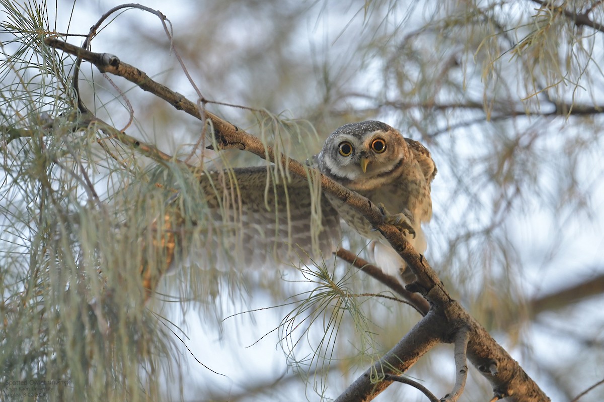 Spotted Owlet - ML614594811