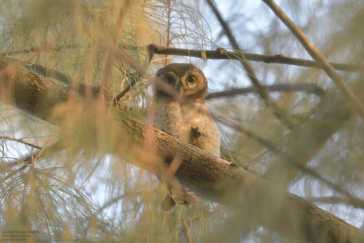 Spotted Owlet - ML614594812