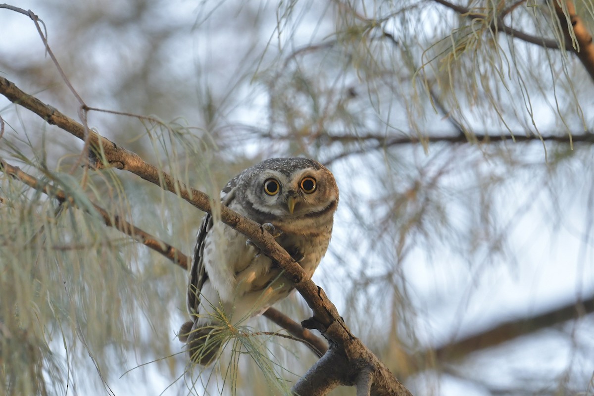 Spotted Owlet - ML614594813