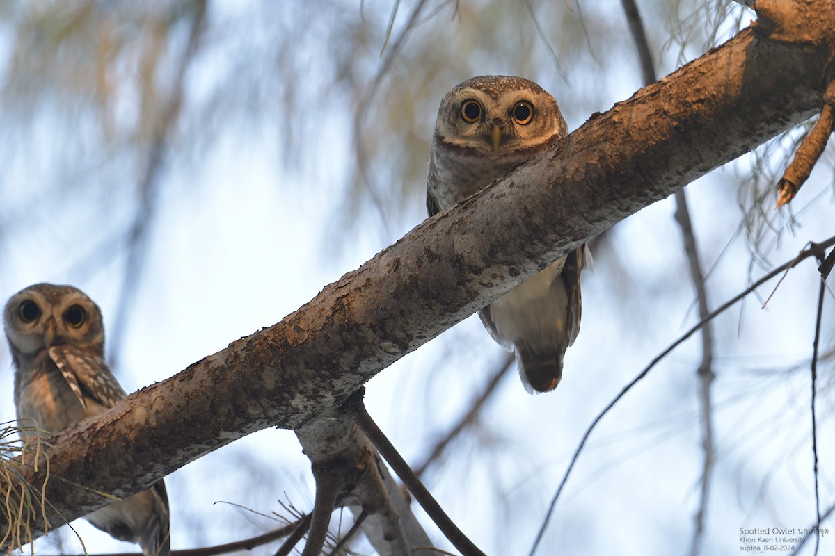 Spotted Owlet - ML614594814