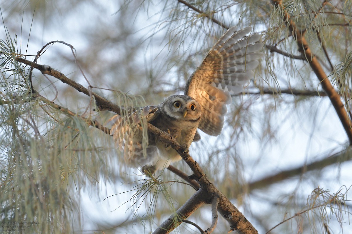 Spotted Owlet - ML614594815