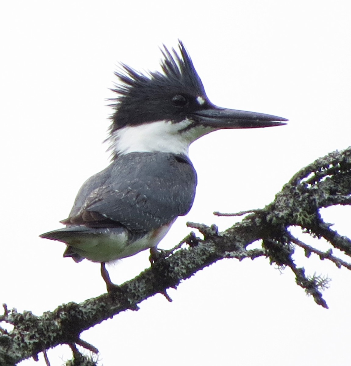 Belted Kingfisher - ML61459541