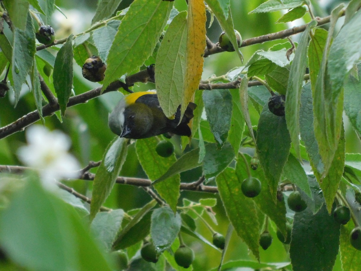 Yellow-sided Flowerpecker - ML614595555