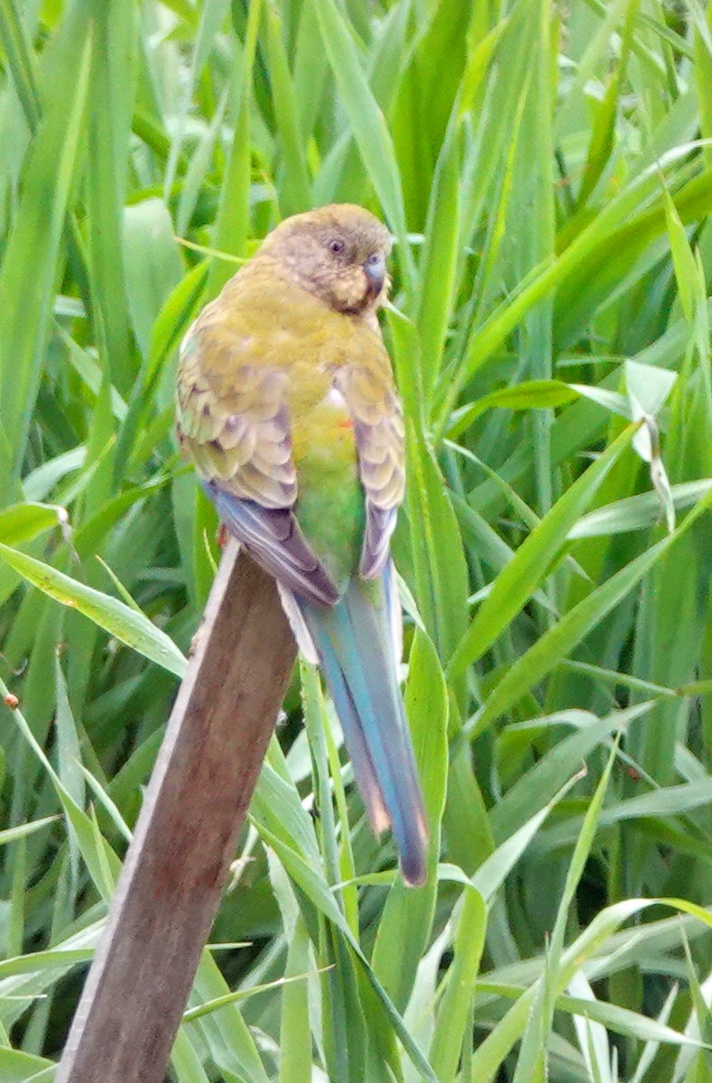 Red-rumped Parrot - ML614595677
