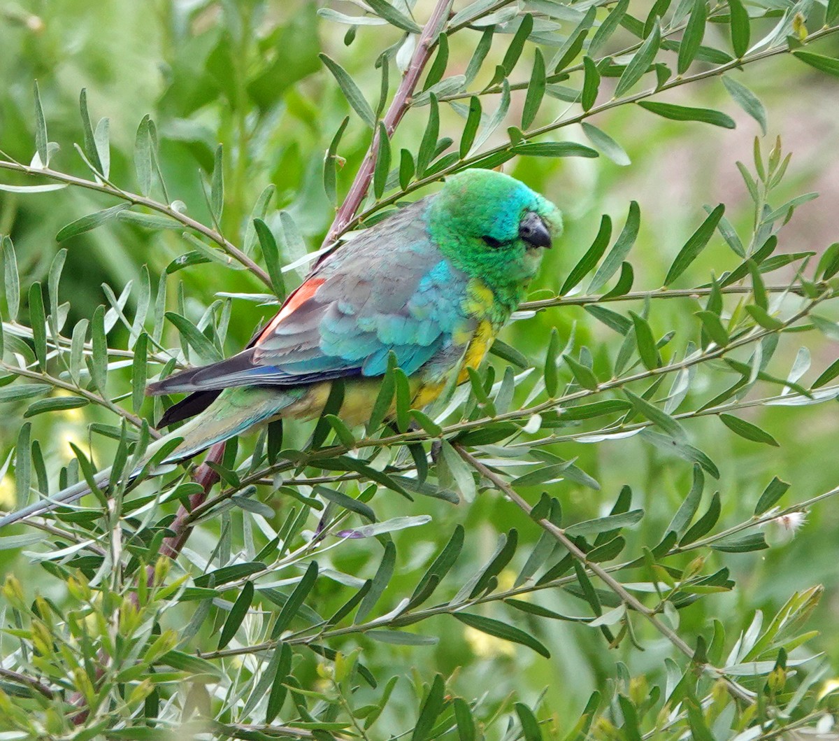 Red-rumped Parrot - ML614595678