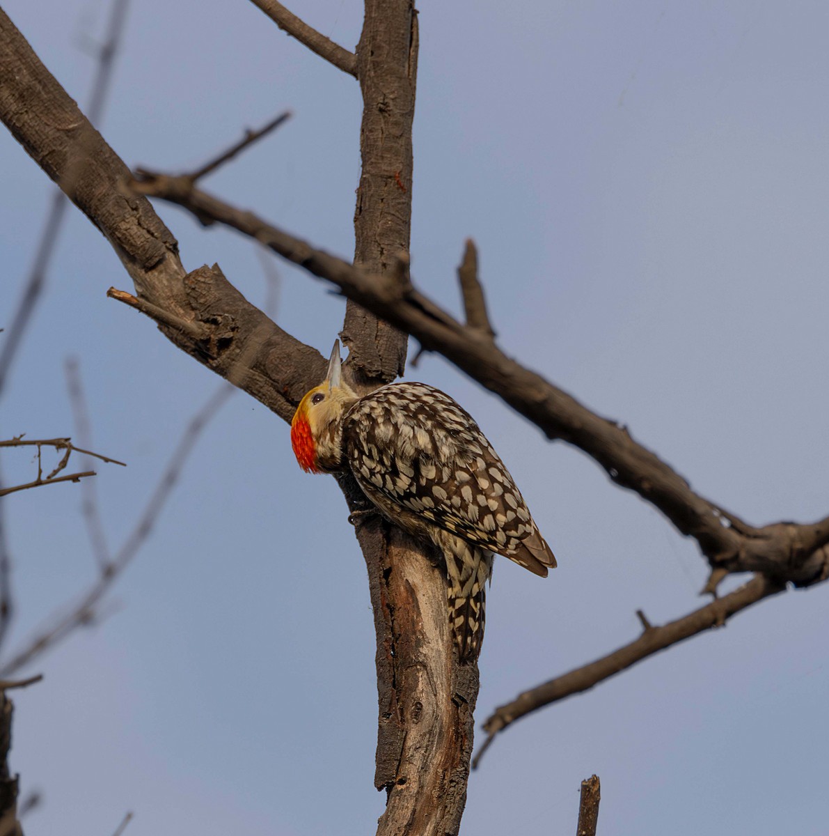 Yellow-crowned Woodpecker - ML614595972