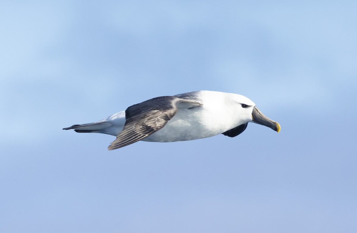 Indian Yellow-nosed Albatross - ML614596041