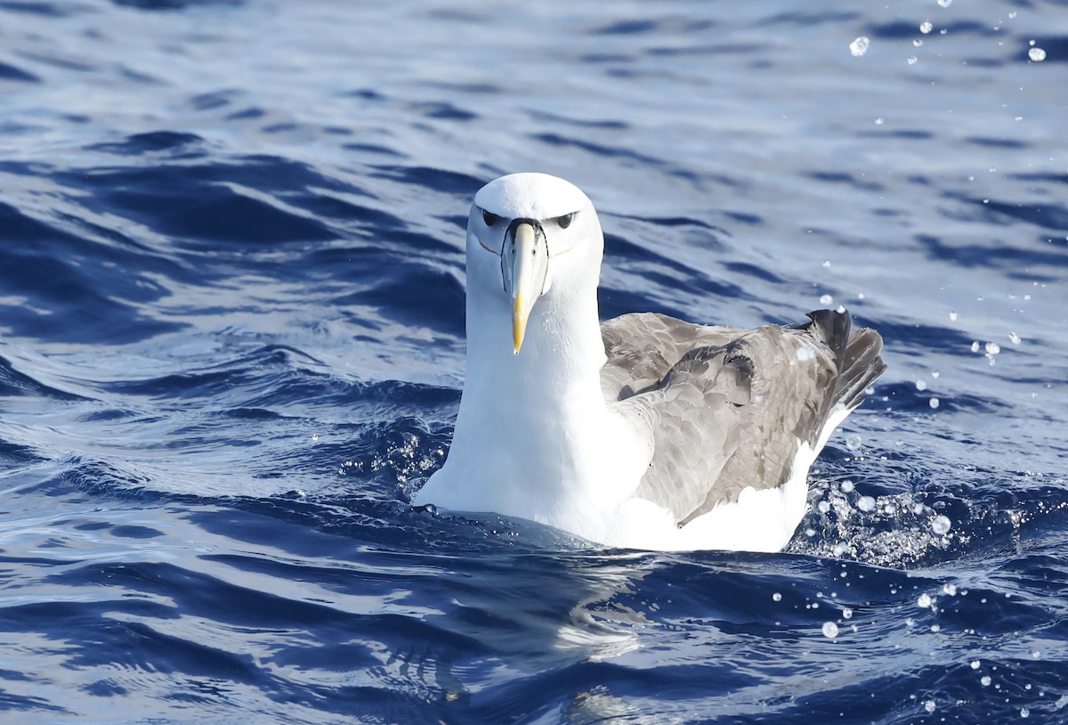 White-capped Albatross (cauta) - ML614596063