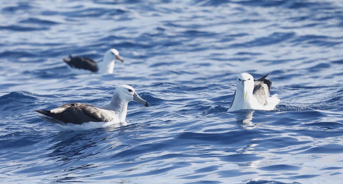 White-capped Albatross (cauta) - ML614596064