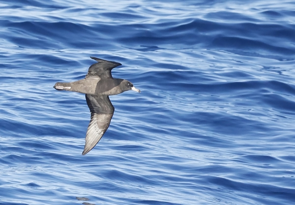 Flesh-footed Shearwater - ML614596087