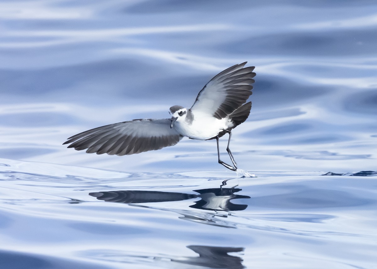 White-faced Storm-Petrel - ML614596149