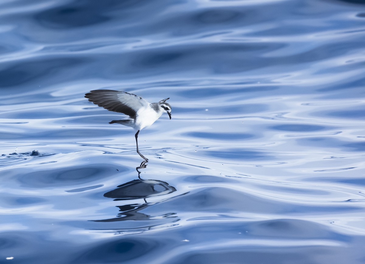 White-faced Storm-Petrel - ML614596150
