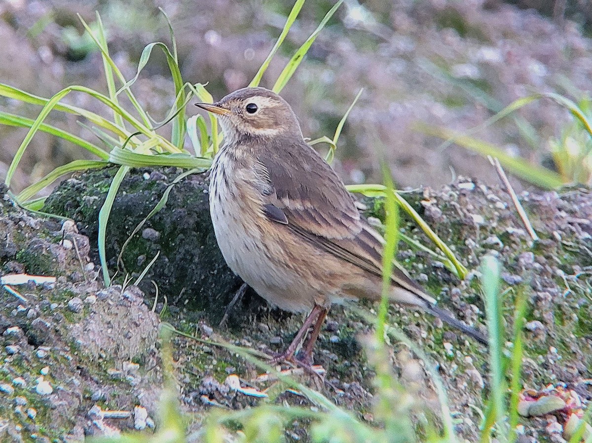 American Pipit (rubescens Group) - ML614596435