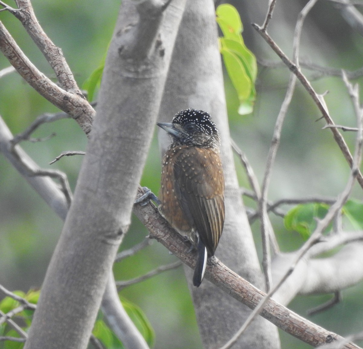 Spotted Piculet - ML614596745